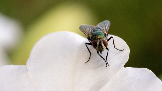 A fly on the flower pedestal, macro photography with the Sony a7iii and FE 90mm f28 Goss lens.