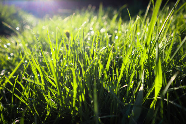 istock Drops of water on the grass, natural wallpaper, panoramic view, soft focus. 2020483457