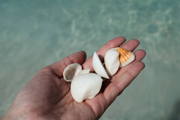 istock Female hand holding white and yellow sea shells 2020502109