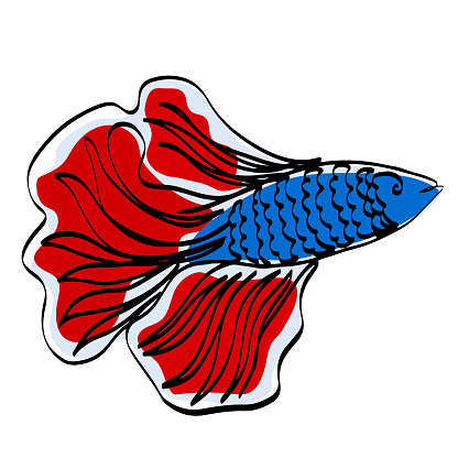 A blue fish with a red bushy tail on a white background. Siamese fighting fish, betta splendens in the style of one line. Dweller of reefs, swimming in the ocean, aquarium fish. Vector stock illustration, isolated, linear.