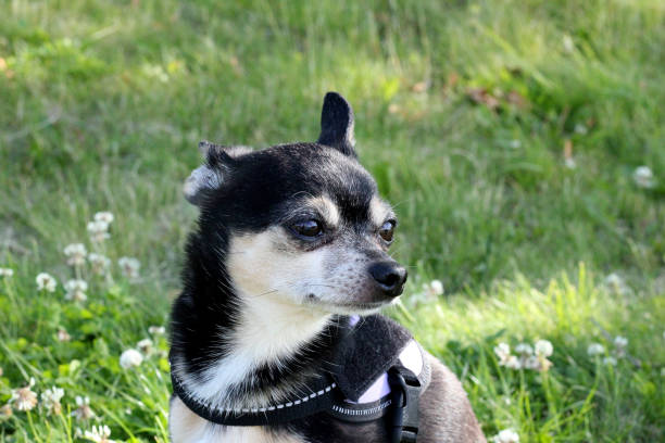Coffe the wonderful chihuahua