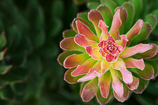 High angle close-up of a fynbos plant blossoming outside in a garden in spring