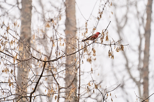 House finch bird perching on a bare tree branch in a forest in the wintertime