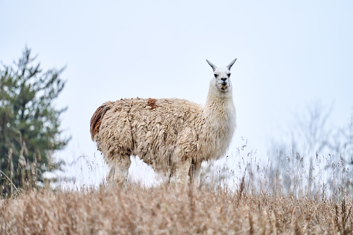 Llama with a full coat of fleece standing alone outside in a farm field in the early winter