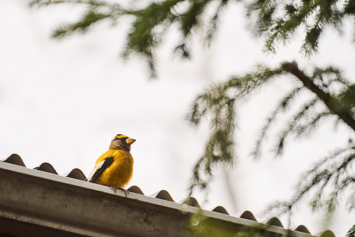 Close-up of a gold finch bird perching alone on a gutter on the roof of a home