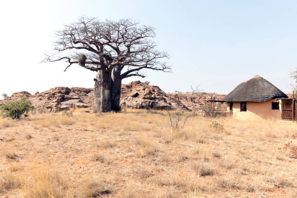 Small group of tourists embracing toll old funny baobab tree hovering over green bush land in savannah landscape against clear blue sky. Madagascar