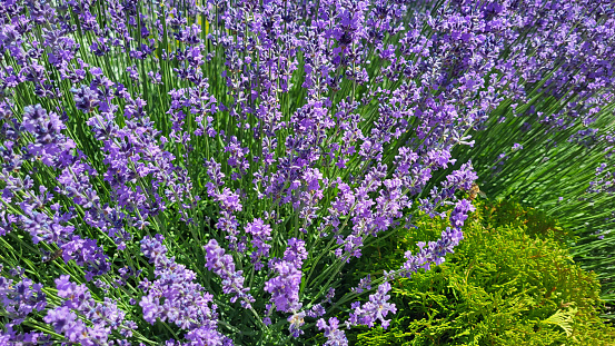 A bright lilac lavender bush on a flower bed on a summer day.