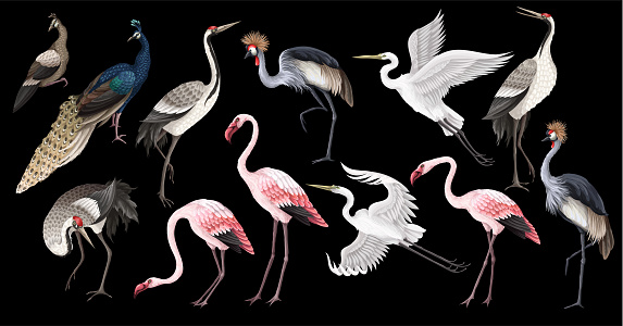 Biggest birds set in realistic style, high quality detail. Vector
