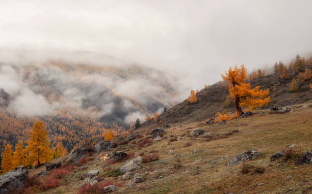 istock Dog is a guide. Dramatic misty view to high mountains 2020559061