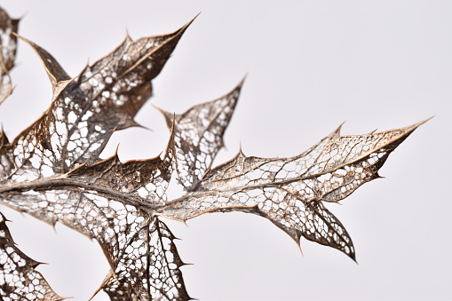 Dry leaves of the wild teasel (Dipsacus fullonum) in winter with a white background