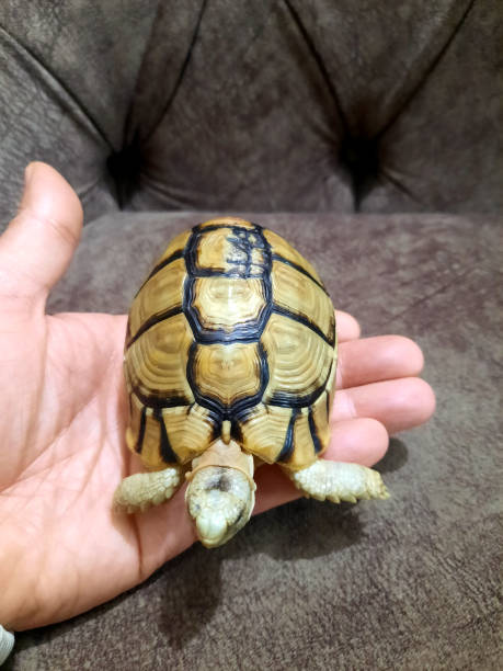 istock A small turtle with a healed broken part of its shell, the turtle's shell is bone, and like any other broken bone, a healed previously cracked shell, Turtles are reptiles of the order Testudines 2020568142