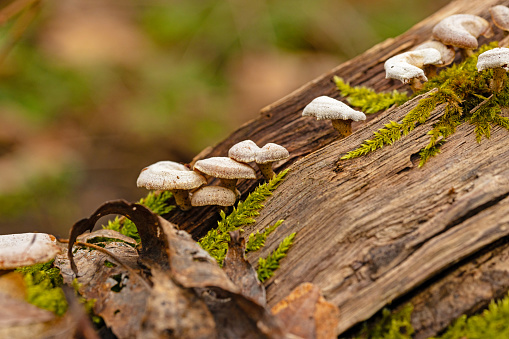 small mushrooms on dead wood in a forest in early spring in Thuringia