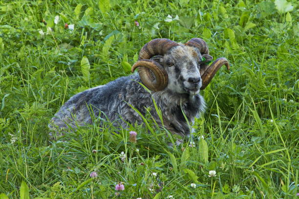 istock Ram in a meadow in Norway, Europe 2020593569