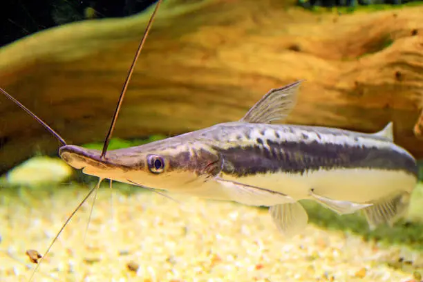 Photo of A closeup of the Lima Shovelnose Catfish, Sorubim lima