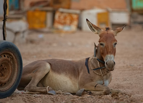 West Africa, Mauritania. A long-eared donkey is resting from heavy cargo transportation, swimming in the sea sand on the Atlantic Ocean.