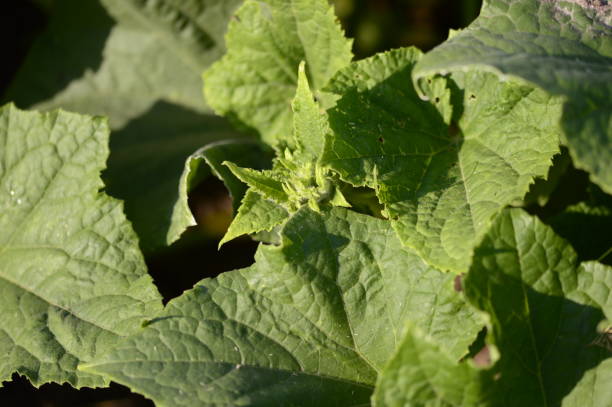istock Small, fresh cucumber with bright green scenery 2020611873