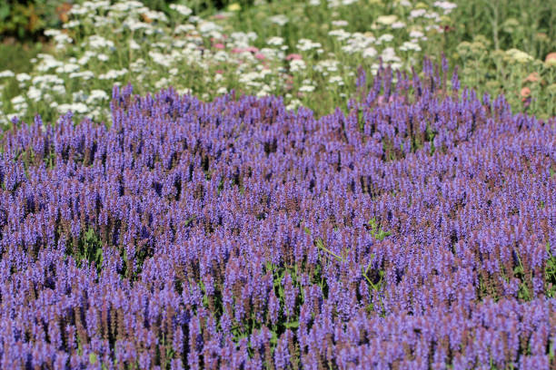 Salvia nemorosa plant growing in Da Lat in Vietnam