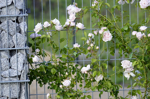 Closeup light pink modern climbing rose Rosa 'New Dawn' growing on a galvanized fence panel