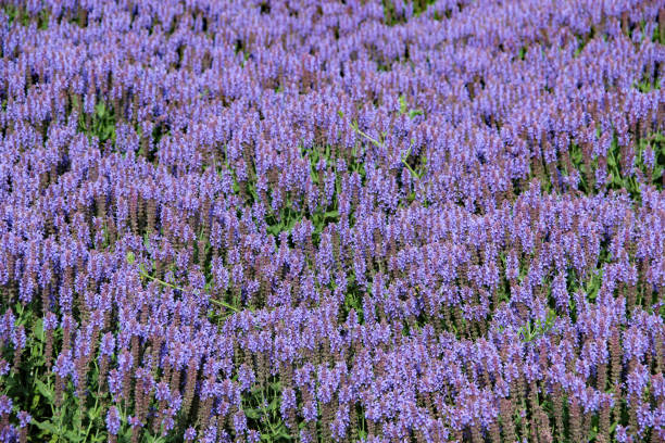 Salvia Nemorosa Blüten