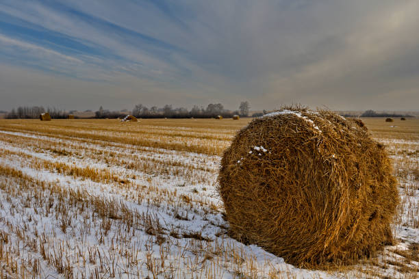 Russia. South of Western Siberia. Kuzbass. Rolls of fresh hay left by farmers on a snowy field on a frosty morning at the beginning of winter.