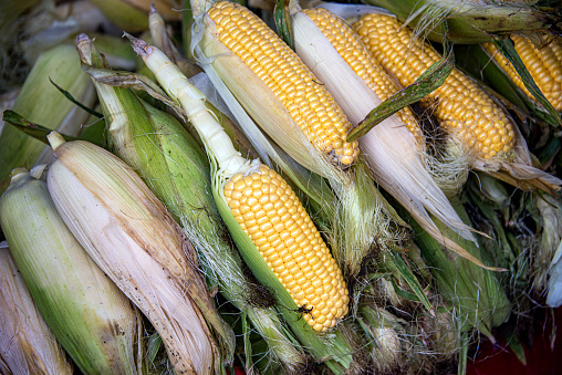 Fresh corns on the market stall
