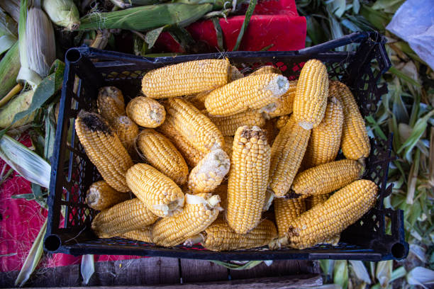Fresh corns on the market stall