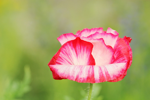 Pink Oriental Poppy growing in a garden. Focus is on stigma and stamen.