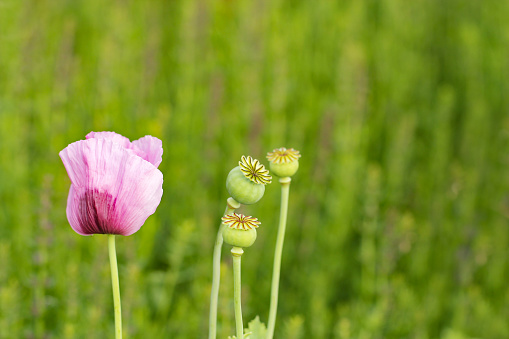 Papaver rhoeas, with common names including common poppy, corn poppy, corn rose, field poppy, Flanders poppy, and red poppy, is an annual herbaceous species of flowering plant in the poppy family Papaveraceae. It is notable as an agricultural weed.