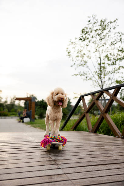 istock Red poodle standing on skateboard at park 2020658795