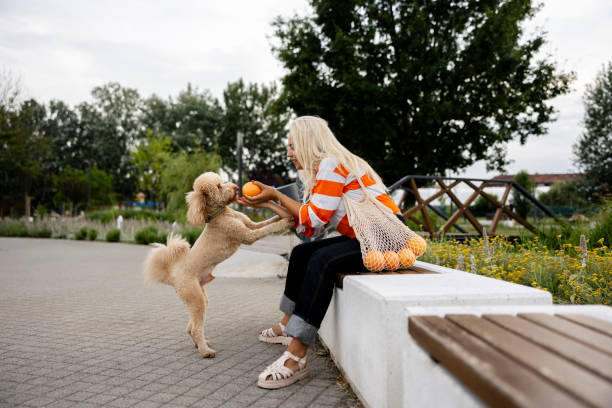 pet sitter caring about dogs. she is playing with dog outdoors - puppy dog toy outdoors - fotografias e filmes do acervo