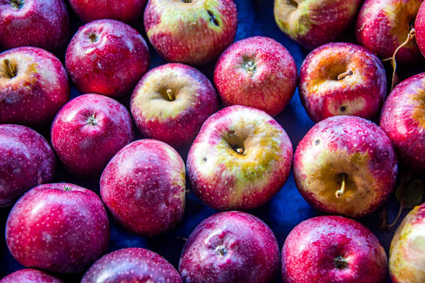 Close-up shot of a bowl filled with imperfect red apples, showing signs of bruising and decay. conveys a natural, rustic food still life aesthetic, ideal for representing food waste or autumn harvest themes