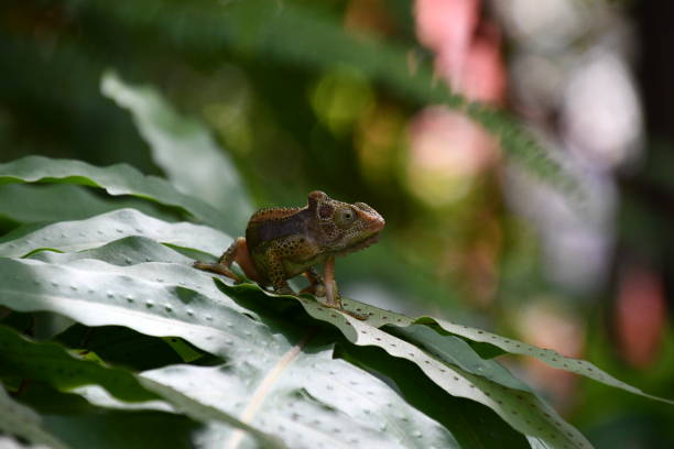 istock Chameleon on leaf in South Africa 2020667748