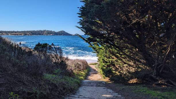 escalinata de carmel beach - big sur cypress tree california beach fotografías e imágenes de stock