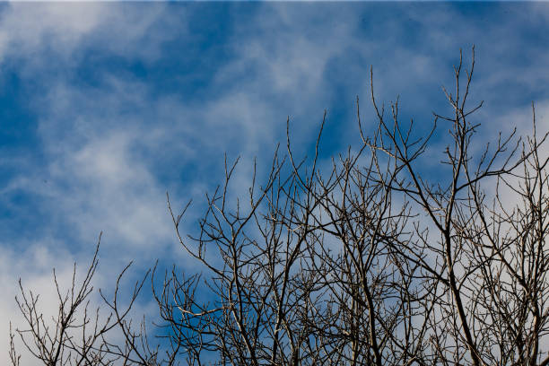 February 17, 2024: Top of trees in diagonal with a beautiful sky in the background