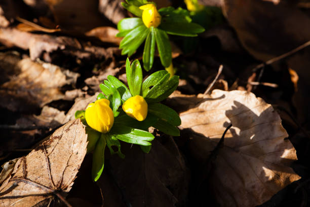 February 17, 2024: Beautiful Eranthis flowers in a forest