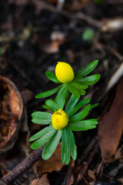 February 17, 2024: Beautiful Eranthis flowers in a forest
