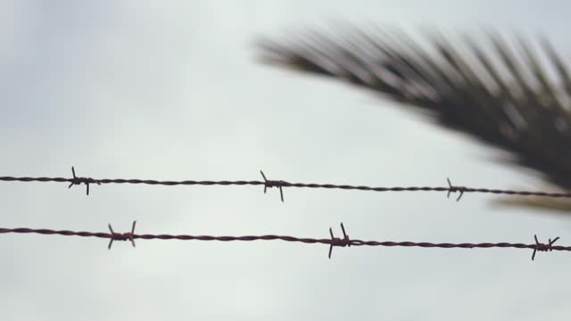 barbed wire against the background of the sky and palm trees