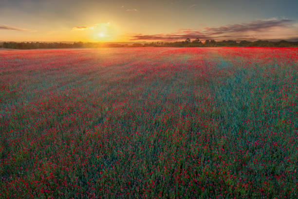 A field of poppies in the Danish countryside at sunset.