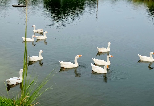 A beautiful ducks in lake.