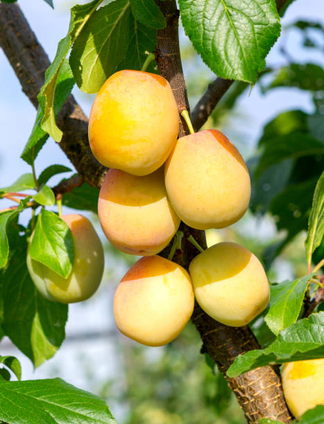 istock Plum tree with ripe plum fruit  in an orchard. 2020686886