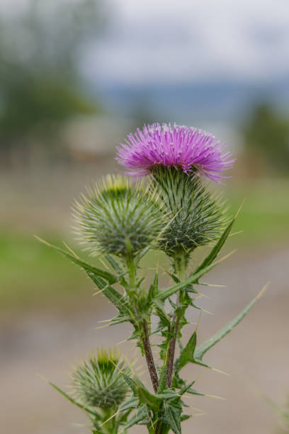 istock Close up of spear thistle, bull thistle, or common thistle (Cirsium vulgare). 2020703996