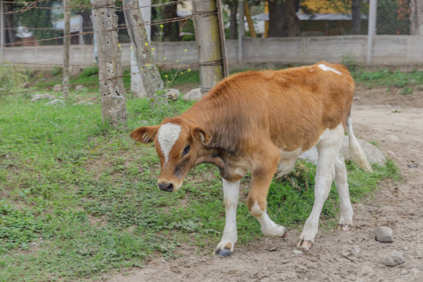 White and brown calf grazing in the field.