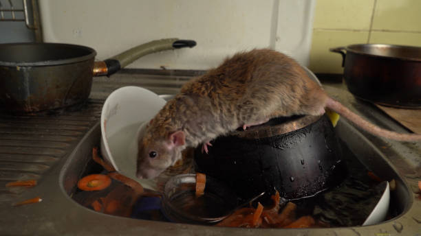 istock Dirty pan, vegetable peelings in a kitchen sink, gray rat , a littered water pipe. 2020708013