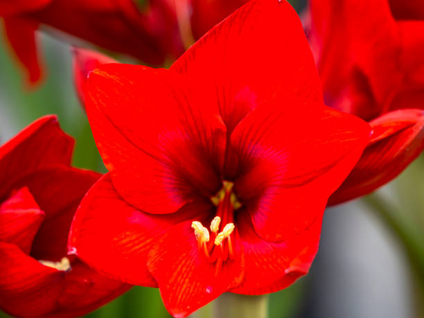istock Beautiful flowers in the garden 2020710482
