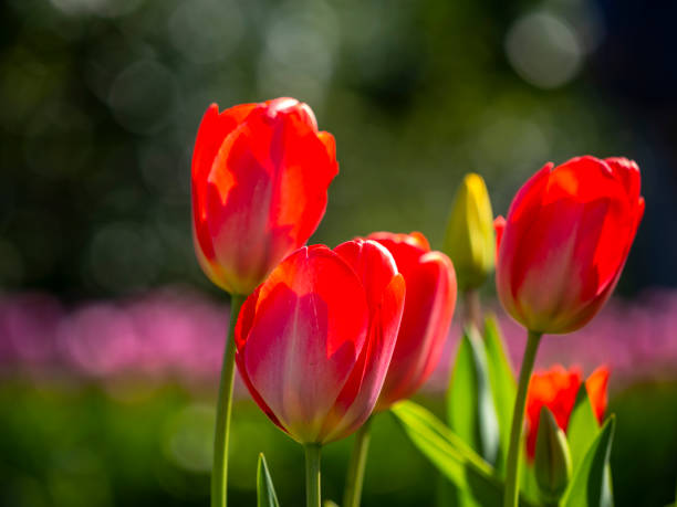 istock Beautiful flowers in the garden 2020711539