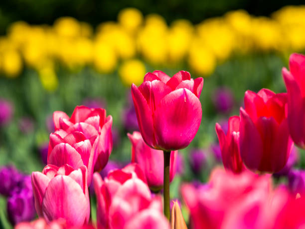 Amazing tulips in ythe springtime