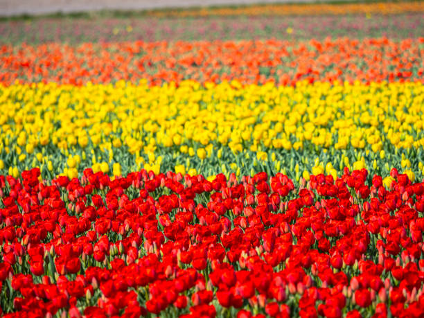 Big flowers fields in Holland