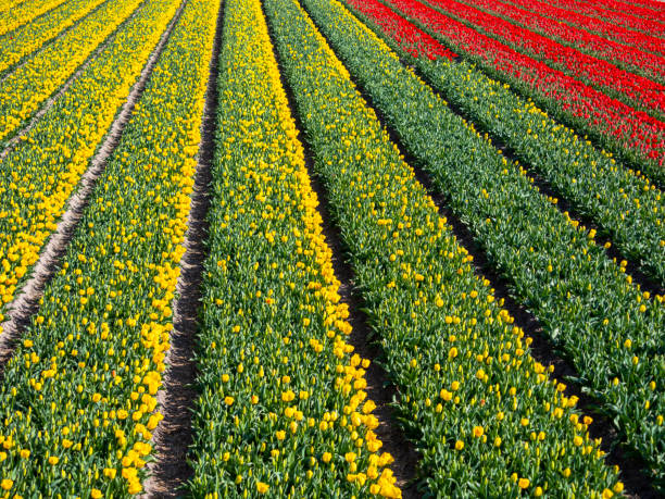 Big flowers fields in Holland