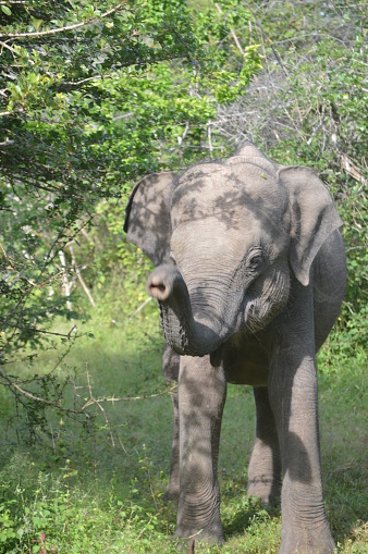 Baby Elefant Im Nationalpark