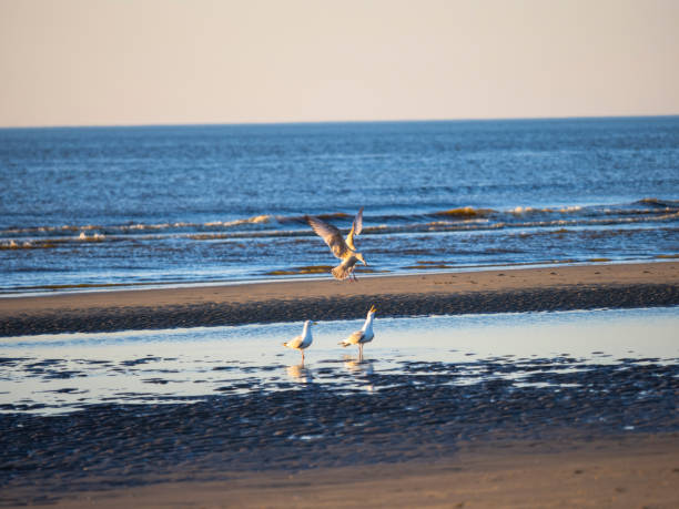 istock Seagull birds on the sea 2020716566